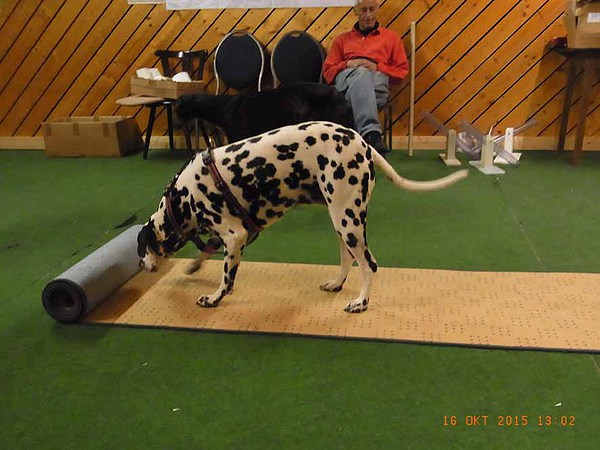 med_Teppichrolle - Fleckerl2.jpg (600 x 450)